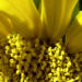 Zurück zum kompletten Bilderset Sonnenblume hell gelb Helianthus anuus