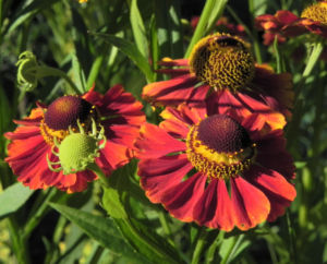 Sonnenbraut Bluete gold braun Helenium 14