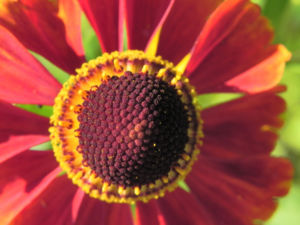 Sonnenbraut Bluete gold braun Helenium 18
