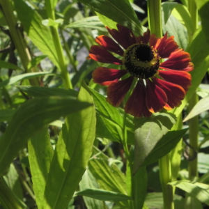 Sonnenbraut Bluete gold braun Helenium 23