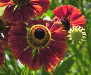 Sonnenbraut Bluete gold braun Helenium 26