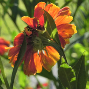 Sonnenbraut Bluete gold braun Helenium 27