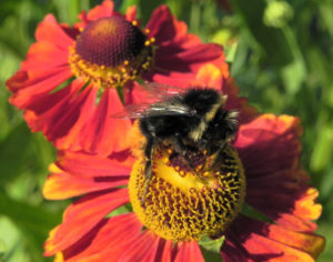 Sonnenbraut Bluete gold braun Helenium 28