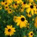 Zurück zum kompletten Bilderset Gewöhnlicher Sonnenhut Blüte gelb Rudbeckia fulgida