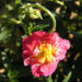 Zurück zum kompletten Bilderset Sonnenröschen Blüte rubin Helianthemum hybride