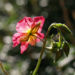 Zurück zum kompletten Bilderset Sonnenröschen Rubin Blüte pink Helianthemum hybride