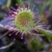 Zurück zum kompletten Bilderset Rundblättriger Sonnentau rot grün Drosera rotundifolia