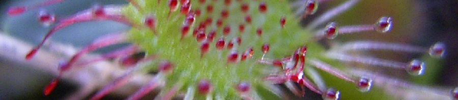 Anklicken um das ganze Bild zu sehen  Rundblättriger Sonnentau rot grün Drosera rotundifolia
