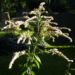 Zurück zum kompletten Bilderset Riesen-Goldrute Blüte gelb Solidago gigantea