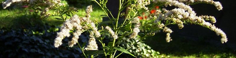 Anklicken um das ganze Bild zu sehen  Riesen-Goldrute Blüte gelb Solidago gigantea