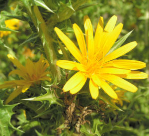Spanische Golddistel Bluete gelb Scolymus hispanicus 01