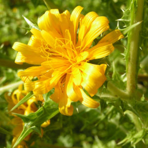 Spanische Golddistel Bluete gelb Scolymus hispanicus 02