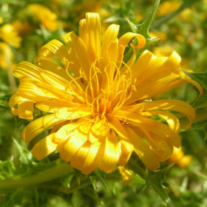 Spanische Golddistel Bluete gelb Scolymus hispanicus 04