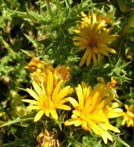 Spanische Golddistel Bluete gelb Scolymus hispanicus 05