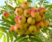 Zurück zum kompletten Bilderset Speierling Baum Frucht rot gelb Sorbus domestica