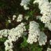 Zurück zum kompletten Bilderset Grauer Spierstrauch Blüte weiß Spiraea canescens