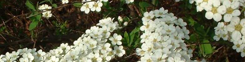 Anklicken um das ganze Bild zu sehen  Grauer Spierstrauch Blüte weiß Spiraea canescens