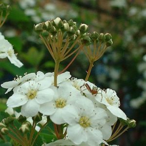 Spierstrauch nipponica Spiraea nipponica 01