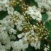 Zurück zum kompletten Bilderset Spierstrauch Blüte weiß Spiraea nipponica