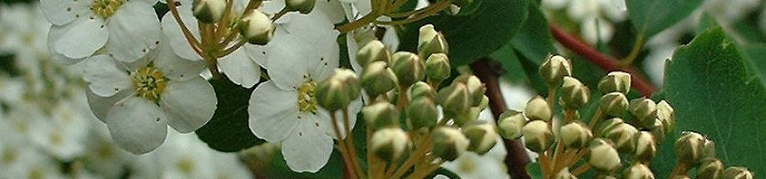 Anklicken um das ganze Bild zu sehen  Spierstrauch Blüte weiß Spiraea nipponica