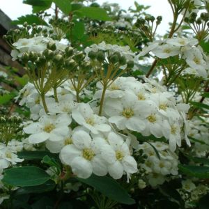 Spierstrauch nipponica Spiraea nipponica 03