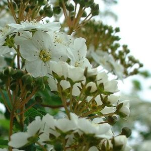 Spierstrauch nipponica Spiraea nipponica 04