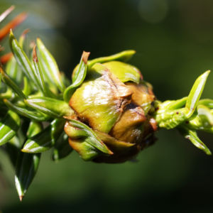 Spiesstanne Baum China Nadeln gruen Cunninghamia lanceolata 01