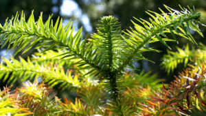 Spiesstanne Baum China Nadeln gruen Cunninghamia lanceolata 02