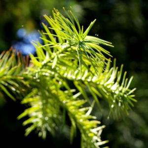 Spiesstanne Baum China Nadeln gruen Cunninghamia lanceolata 05