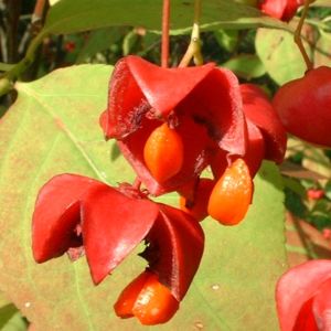 Spindelstrauch Euonymus planipes 02