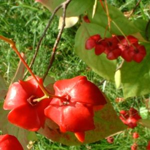 Spindelstrauch Euonymus planipes 07