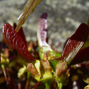 Spitz Ahorn Baum Bluete gelb rot Acer platanoides Crimson King 01