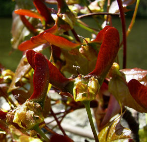 Spitz Ahorn Baum Bluete gelb rot Acer platanoides Crimson King 03