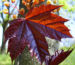 Zurück zum kompletten Bilderset Spitz Ahorn Baum Blüte gelb rot Acer platanoides crimson king