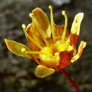 Spitz Ahorn Baum Bluete gelb rot Acer platanoides Crimson King 06