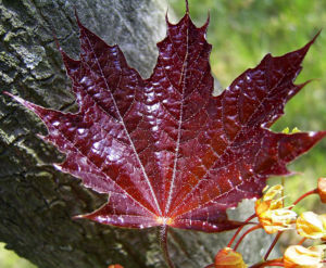 Spitz Ahorn Baum Bluete gelb rot Acer platanoides Crimson King 07