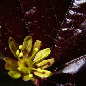 Spitz Ahorn Baum Bluete gelb rot Acer platanoides Crimson King 08