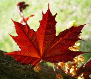 Spitz Ahorn Baum Bluete gelb rot Acer platanoides Crimson King 09
