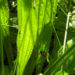 Zurück zum kompletten Bilderset Spitzwegerich Blüte weiß Plantago lanceolata