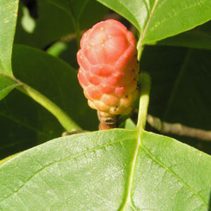 Spitzblaettrige Magnolie Baum Frucht roetlich Magnolia acuminata 01