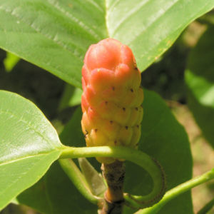 Spitzblaettrige Magnolie Baum Frucht roetlich Magnolia acuminata 03