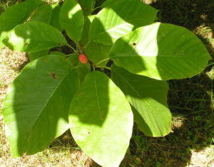 Spitzblaettrige Magnolie Baum Frucht roetlich Magnolia acuminata 04