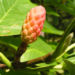 Zurück zum kompletten Bilderset Gurken-Magnolie Frucht rot Magnolia acuminata