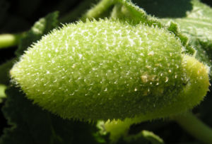 Spritzgurke Frucht gruen Ecballium elaterium 03