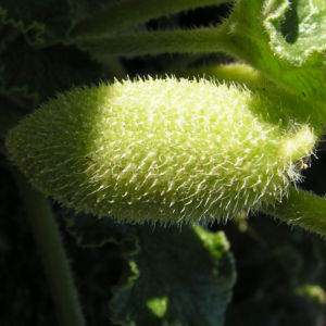 Spritzgurke Frucht gruen Ecballium elaterium 04