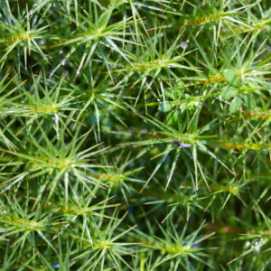 Sprossender Baerlapp gruen Lycopodium annotinum 02