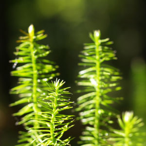 Sprossender Baerlapp gruen Lycopodium annotinum 03