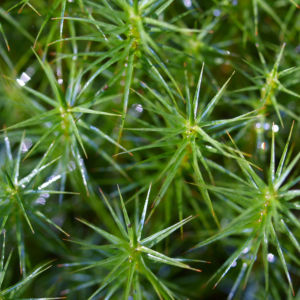 Sprossender Baerlapp gruen Lycopodium annotinum 04