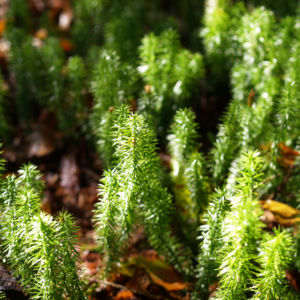 Sprossender Baerlapp gruen Lycopodium annotinum 05