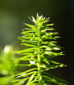 Sprossender Baerlapp gruen Lycopodium annotinum 06